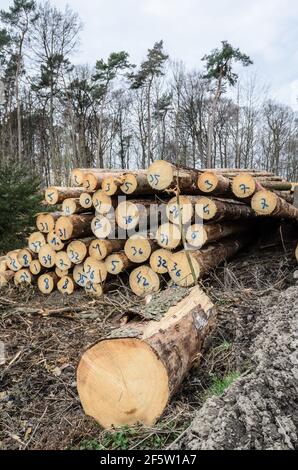 Lumberyard or logging site with piles of felled trees or log trunks, stack of wood logs in the forest, cross-section, deforestation in Germany, Europe Stock Photo