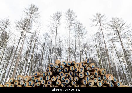 Lumberyard or logging site with piles of felled trees or log trunks, stack of wood logs in the forest, cross-section, deforestation in Germany, Europe Stock Photo