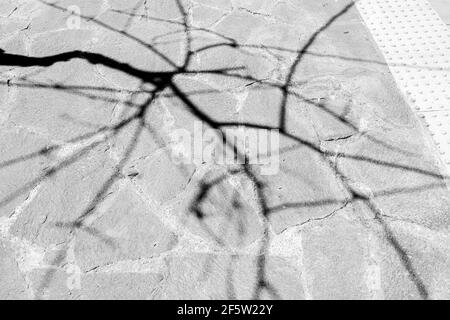 Abstract black and white images with shadows in the mid day sun. Trees and pavements and walls. Stock Photo