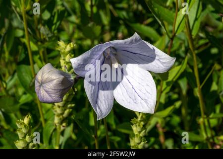 Platycodon grandiflorus 'Perlmuttersschale' a summer flowering plant with pink purple summertime flower commonly known as balloon flower, stock photo Stock Photo