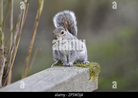 Inquisitve Common Grey Squirrel (Sciurus carolinensis) Sat On Far Edge of Wooden Rail Facing Camera in a Nature Reserve in Spring in the UK Stock Photo