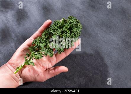 Organic Curly Kale Holding Her Hand - Brassica oleracea var Stock Photo
