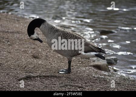 Canada Goose (Branta canadensis) in Left Profile Against Sunlit Lake Edge, Preening, in Spring in the UK Stock Photo