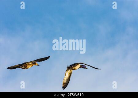 Wien, Vienna: flying couple of mallard duck (Anas platyrhynchos) in 21. Floridsdorf, Wien, Austria Stock Photo