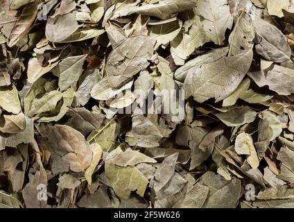 Peumus boldus - Dried and healing boldo leaves