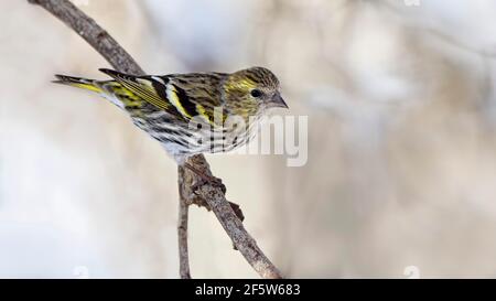 Eurasian siskin (Carduelis spinus), female, sitting on branch, Tyrol, Austria Stock Photo