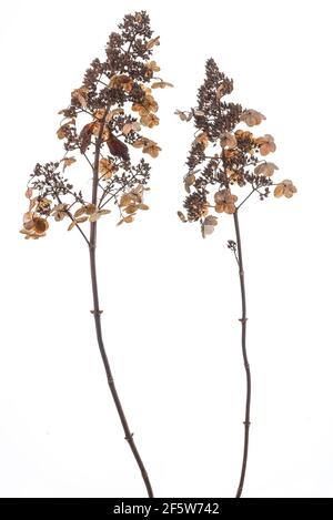 Dried flowers of a panicle hydrangea (Hydrangea paniculata) on white ground, Bavaria, Germany Stock Photo