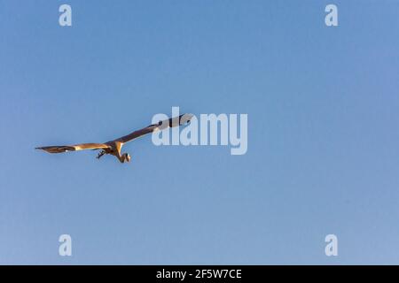 Wien, Vienna: flying grey heron (Ardea cinerea), sky, park Wasserpark in 21. Floridsdorf, Wien, Österreich Stock Photo
