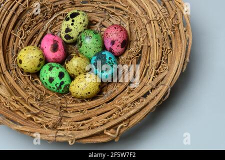 Colored quail eggs in nest, Easter eggs, Germany Stock Photo