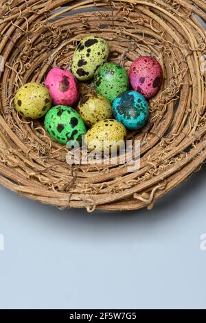 Coloured quail eggs in nest, Easter eggs Stock Photo