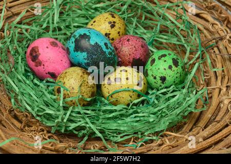 Coloured quail eggs in nest, Easter eggs Stock Photo