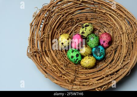Colored quail eggs in nest, Easter eggs, Germany Stock Photo