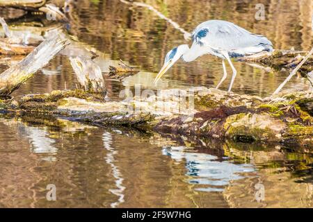 Wien, Vienna: grey heron (Ardea cinerea) is looking for fish or nest building material at lake, park Wasserpark in 21. Floridsdorf, Wien, Österreich Stock Photo