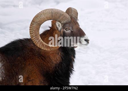Mouflon (Ovis ammon musimon), ram in winter in the snow, animal portrait, captive, Germany