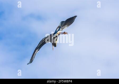 Wien, Vienna: flying grey heron (Ardea cinerea), sky, park Wasserpark in 21. Floridsdorf, Wien, Österreich Stock Photo