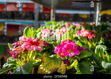 Primula vulgaris known as the common primrose, flowering plant Primulaceae, plants in pots sold on local market in UK, a cheerful sign of spring and Stock Photo