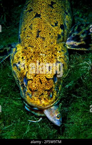 Eel rod, Salzkammergut (Lota lota), Austria Stock Photo