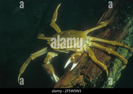 Chinese mitten crab (Eriocheir sinensis) Stock Photo