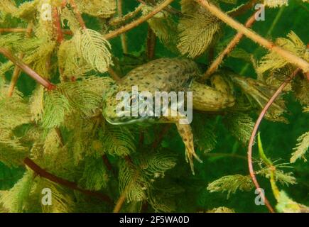 Bullfrog, tadpole, Baden-Wuerttemberg (Rana catesbeiana), Germany Stock Photo