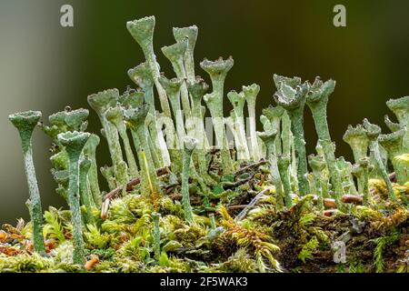 Rare cladonia pyxidata lichen (symbiotic mushroom & algae) growing on a mossy fallen tree on a warm spring morning in the forest Stock Photo