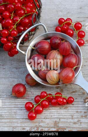 Gooseberries in sieve and Redcurrants ( Ribes uva-crispa) , ( Ribes rubrum) Stock Photo