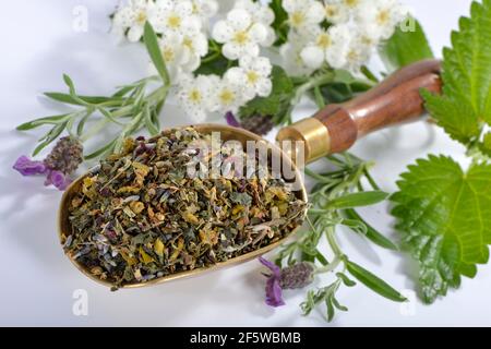Cardiovascular tea, Mistletoe, valerian, common lavender, hawthorn herb, nettle, hibiscus, (Viscum album), (Crataegus monogyna), (Common valerian) Stock Photo