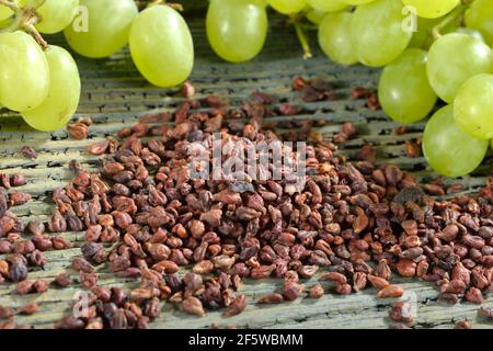 Grape seeds (Vitis vinifera subsp. vinifera) Stock Photo