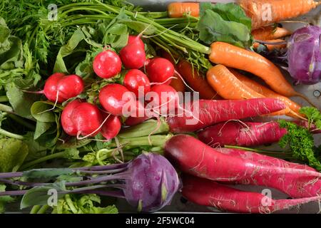 Carrots (Daucus carota), radishes (Raphanus sativus var. sativus), radishes, kohlrabi (Brassica oleracea var. gongylodes) Stock Photo