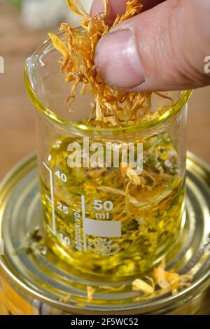 Production Yarrow and marigold ointment (Calendula officinalis) Yarrow, marigold (Achillea millefolium) (Millefolii flos)