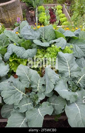 Vegetable patch with broccoli, savoy cabbage (Brassica oleracea convar. capitata var. sabauda), marigolds (Brassica oleracea) Stock Photo