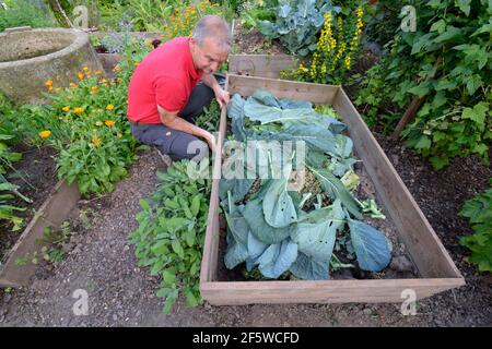 Composting in the frame bed, compost Stock Photo