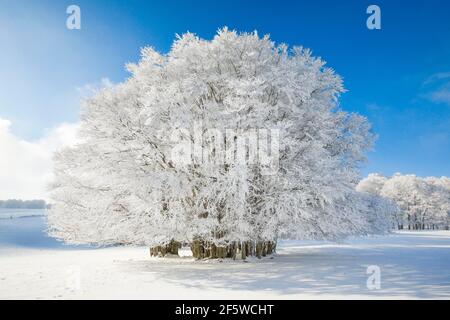 Huge beech tree covered with deep snow under blue sky in Neuchatel Jura, Switzerland Stock Photo