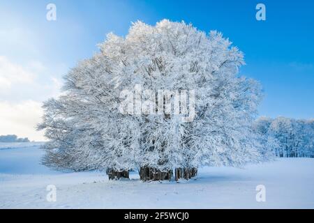 Huge beech tree covered with deep snow under blue sky in Neuchatel Jura, Switzerland Stock Photo