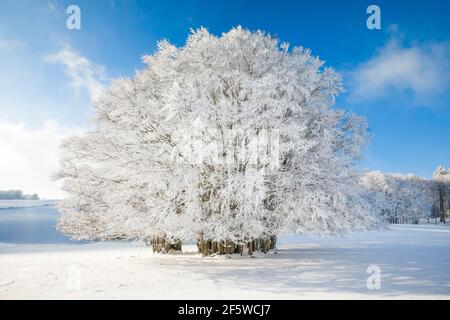 Huge beech tree covered with deep snow under blue sky in Neuchatel Jura, Switzerland Stock Photo