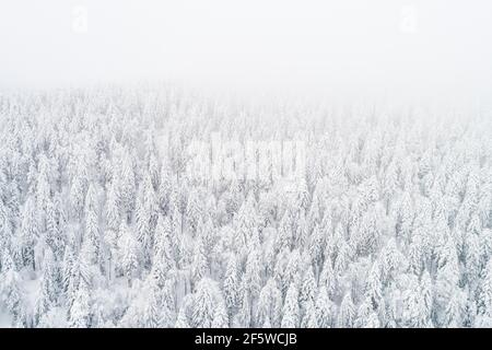 Drone shot, winter forest in fog, canton Zug, Switzerland Stock Photo