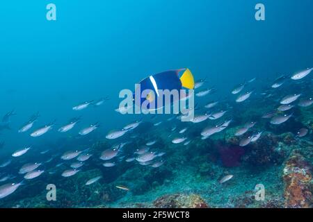 King angelfish, Holocanthus passer, Cabo Pulmo Marine National Park, Baja California Sur, Mexico Stock Photo