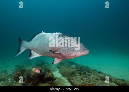 Pacific Goliath Grouper (Epinephelus quinquefasciatus), Cabo Pulmo Marine National Park, Baja California Sur, Mexico Stock Photo