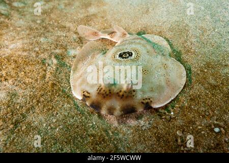 Ocellated Electric Ray (Diplobatis ommata), Cabo Pulmo Marine National Park, Baja California Sur, Mexico Stock Photo