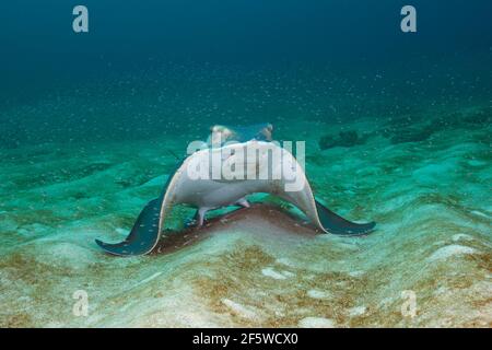 Bat ray (Myliobatis californica), Cabo Pulmo National Park, Baja California Sur, Mexico Stock Photo