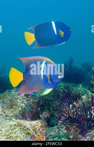 King angelfish, Holocanthus passer, Cabo Pulmo Marine National Park, Baja California Sur, Mexico Stock Photo