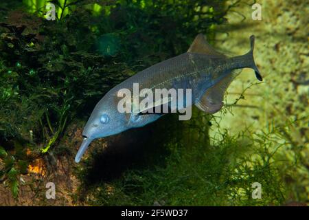 Elephant nose fish (Gnathonemus petersii), Congo Stock Photo