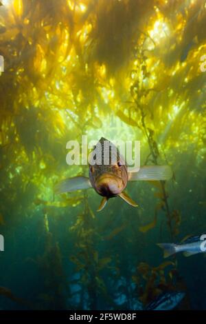 Kelp perch in kelp forest (Paralabrax clathratus), Cedros Island, Mexico Stock Photo