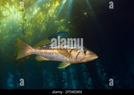 Kelp perch in kelp forest (Paralabrax clathratus), Cedros Island, Mexico Stock Photo