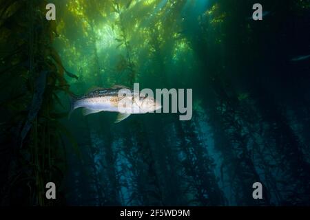 Kelp perch in kelp forest (Paralabrax clathratus), Cedros Island, Mexico Stock Photo