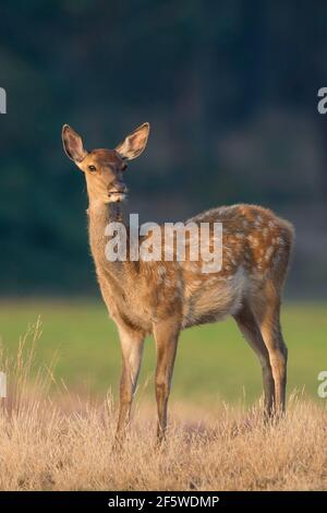 Red deer (Cervus elaphus) , Hooge Veluwe National Park, Gelderland, Netherlands Stock Photo