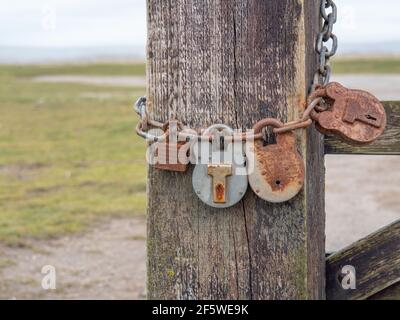 Rusty chain and and many old padlocks on a gate. Closeup. Stock Photo