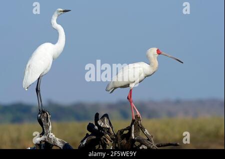 Great egret (Casmerodius albus) and Roseate Spoonbill (Platalea alba), Chobe National Park, Botswana Stock Photo