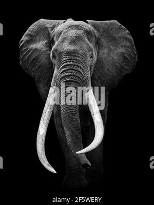 Elephant animal , isolated black wildlife Stock Photo