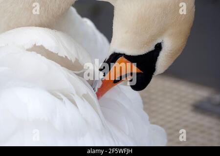 Cygnus olor - Mute swan preening Stock Photo