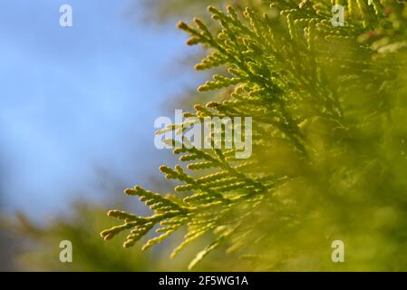 Thuja branch close up. Nature background. Stock Photo